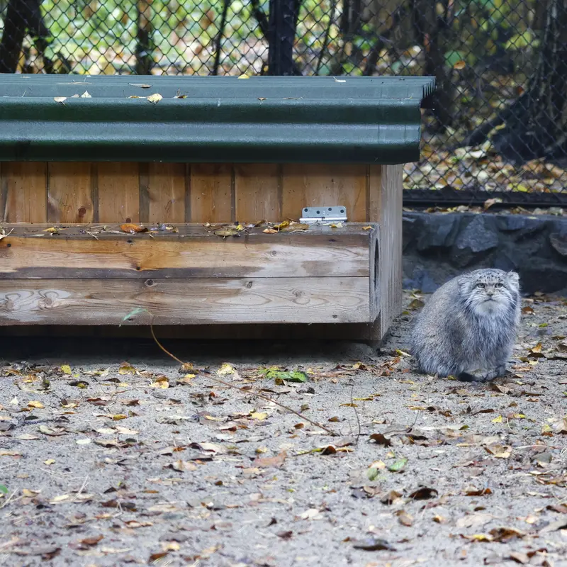 A photograph of Mia in Novosibirsk Zoo