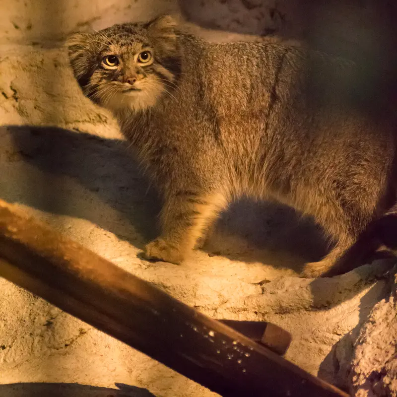 A photograph of Figa in Nogeyama Zoo