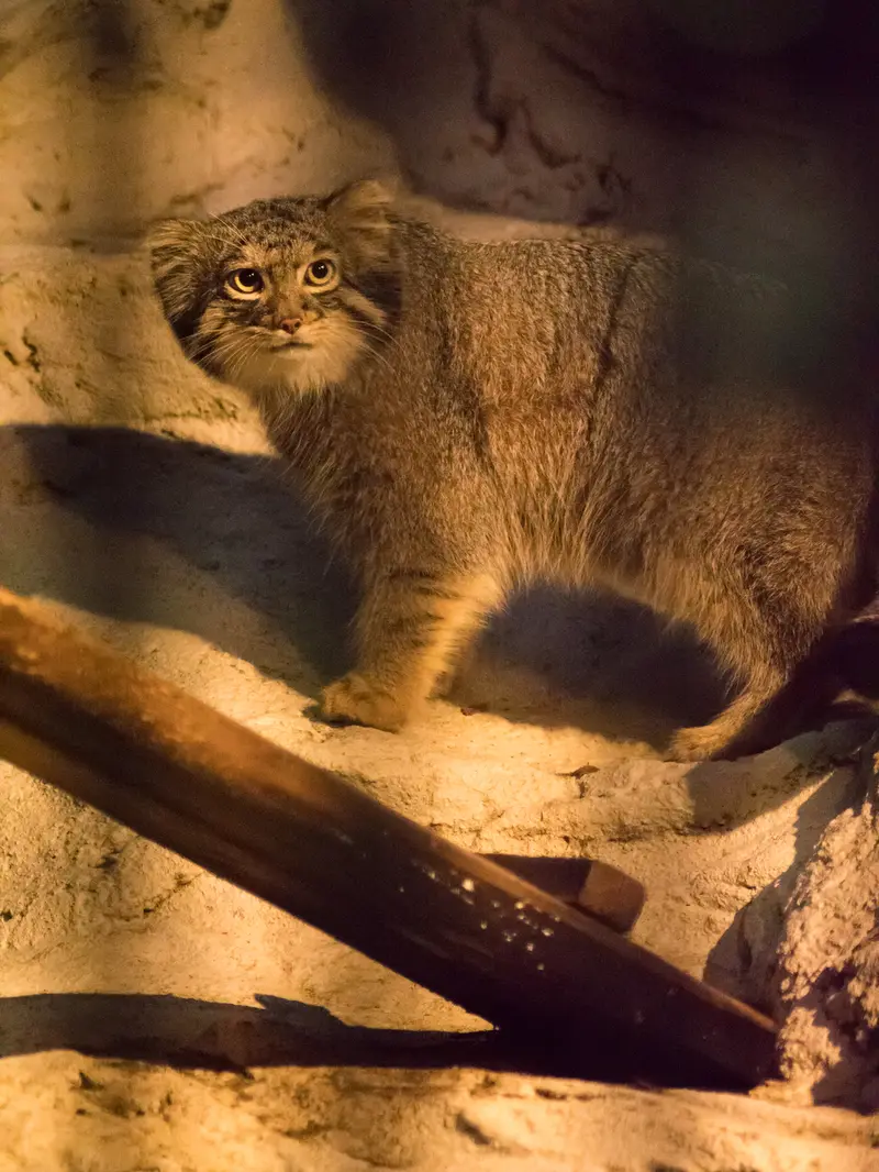 A photograph of Figa in Nogeyama Zoo