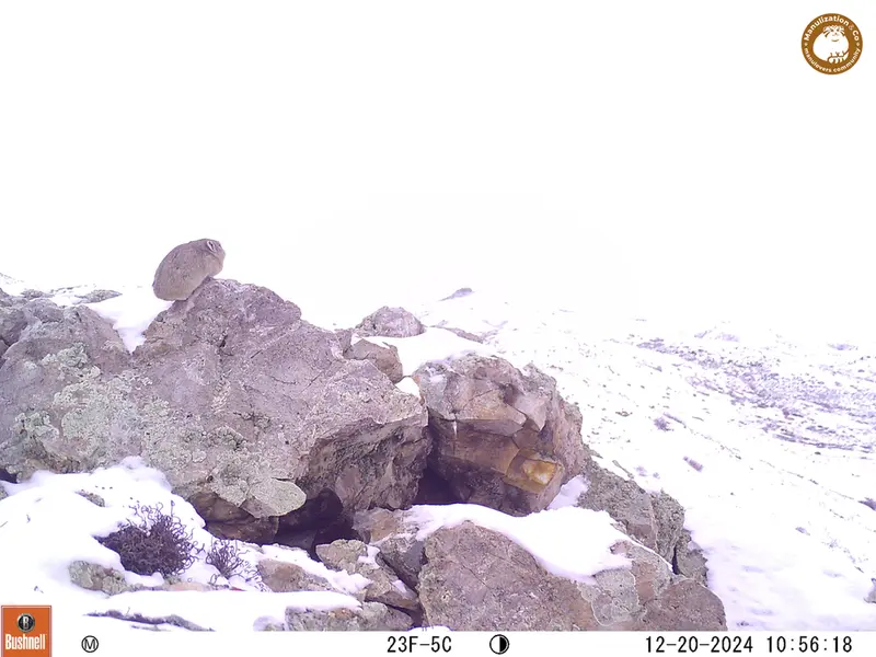 A photograph of Pika from Besshoky 1 camera trap