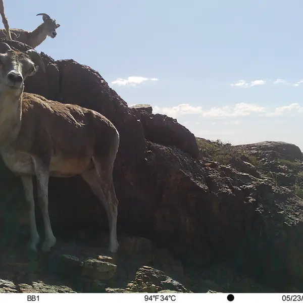 A photograph of Argali from Aktas-Kunkora camera trap