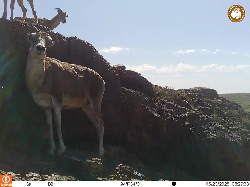 A photograph of Argali from Aktas-Kunkora camera trap