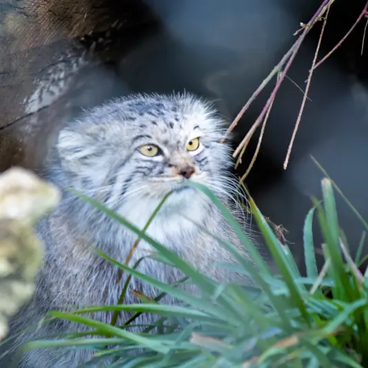 A photograph of Stubsi in Hellabrunn zoo