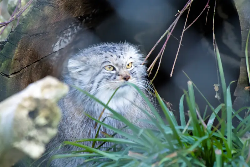 A photograph of Stubsi in Hellabrunn zoo