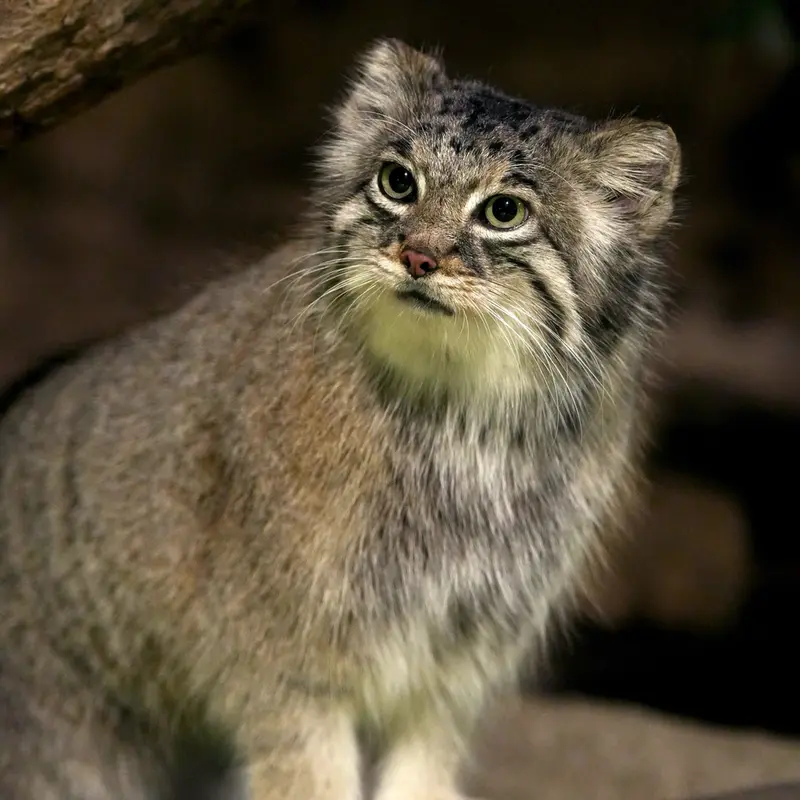 A photograph of Az in Kobe Animal Kingdom