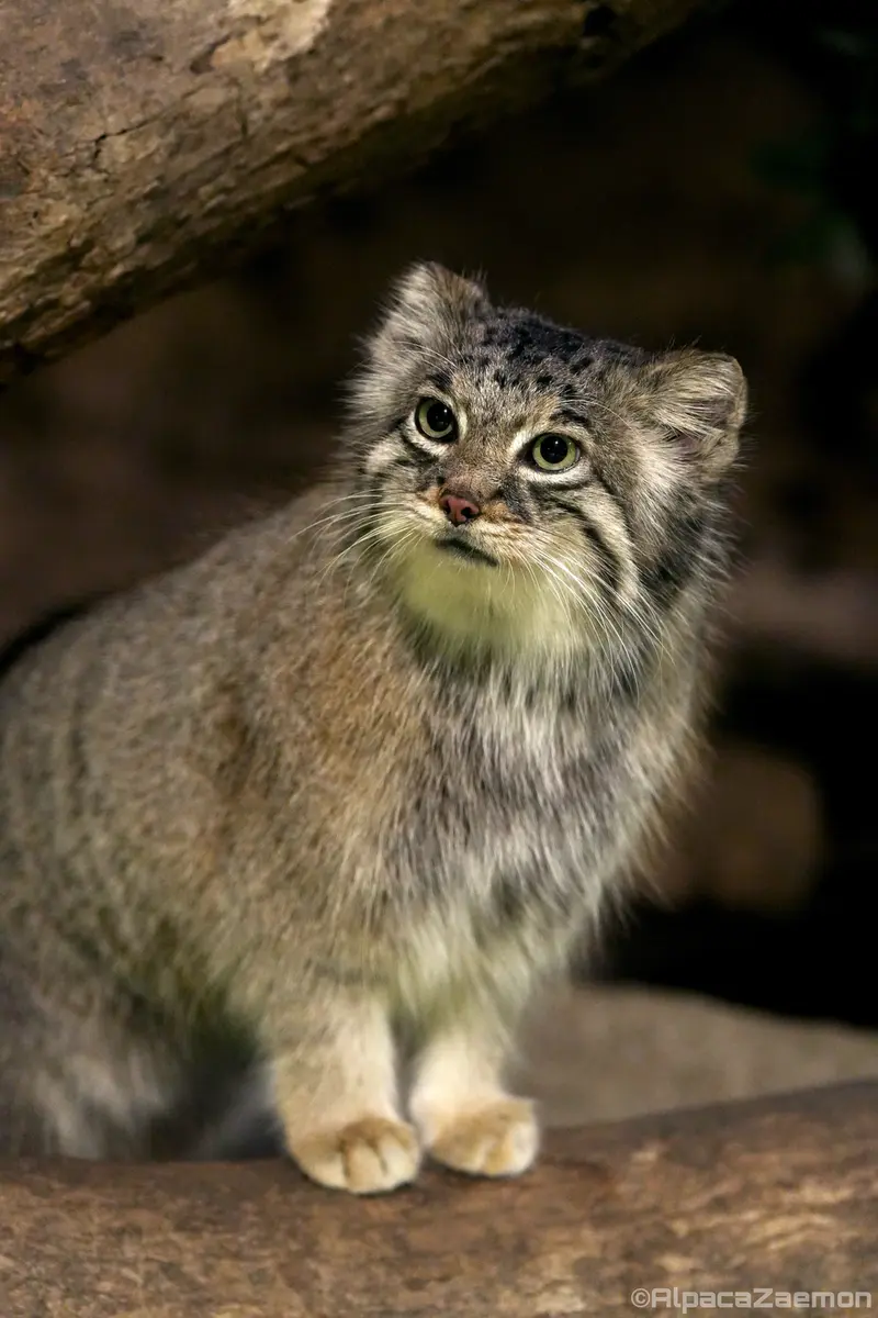 A photograph of Az in Kobe Animal Kingdom