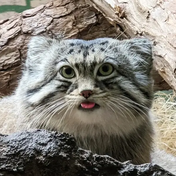 Bataar the Pallas's cat from Birmingham Zoo