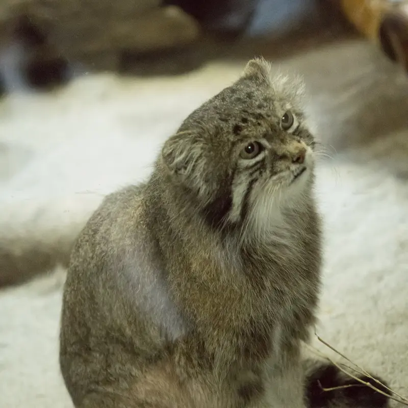 A photograph of Klyon in Ueno Zoological Gardens