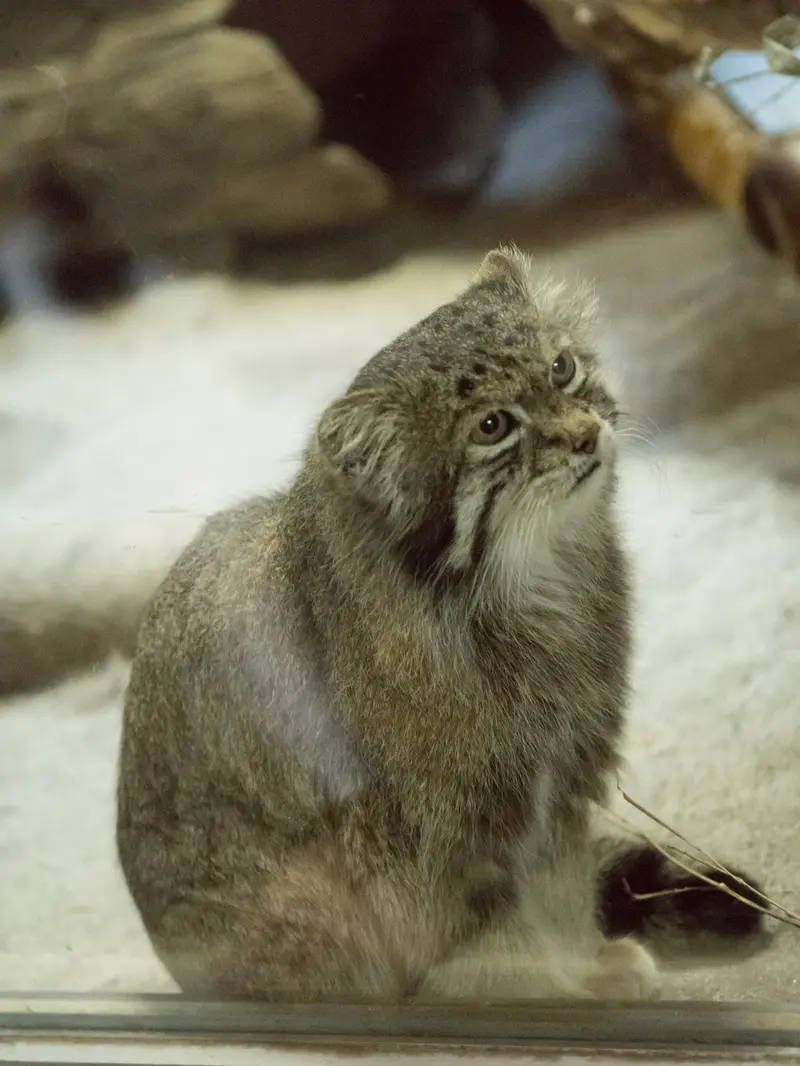 A photograph of Klyon in Ueno Zoological Gardens