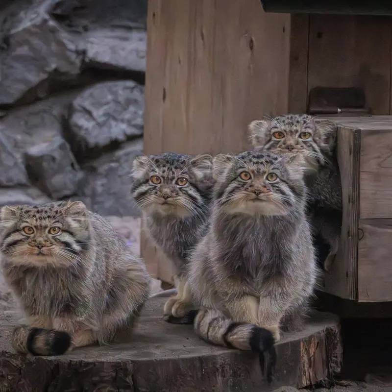 A photograph of a Pallas's cat in Novosibirsk Zoo