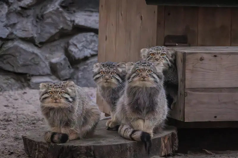 A photograph of a Pallas's cat in Novosibirsk Zoo