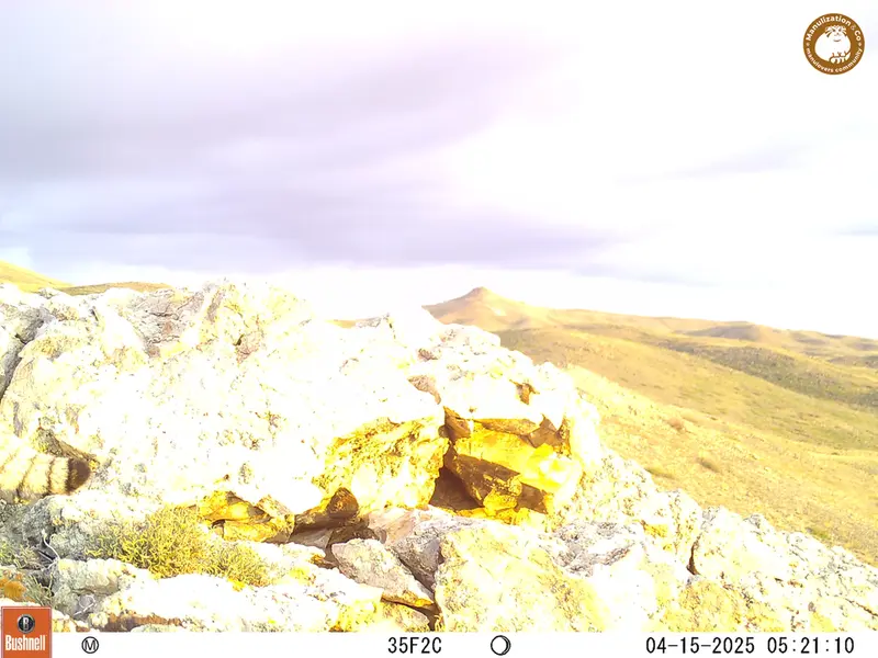 A photograph of Otocolobus manul manul from Besshoky 1 camera trap