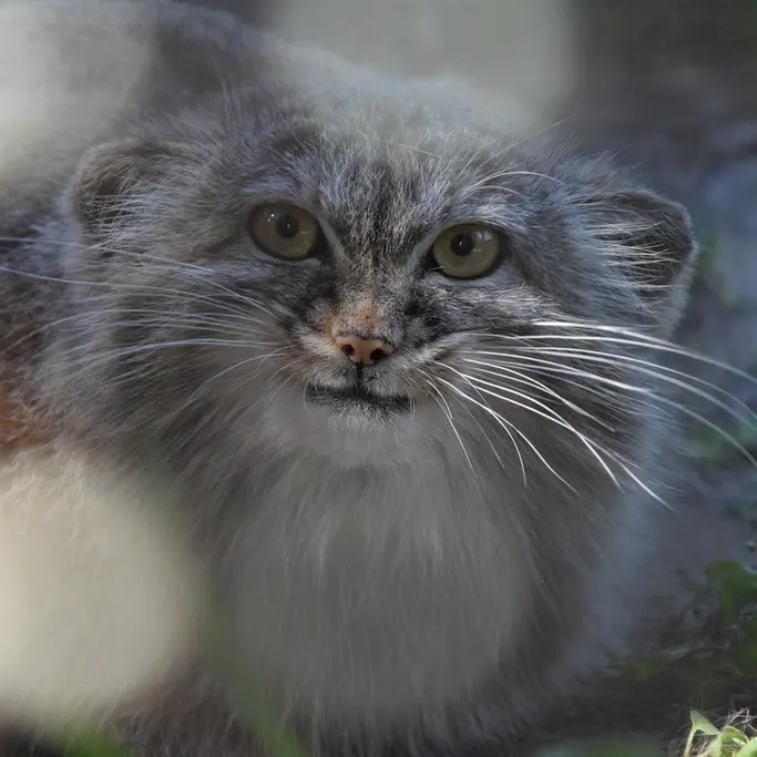 A photograph of Lucy in Budapest Zoo & Botanical Garden