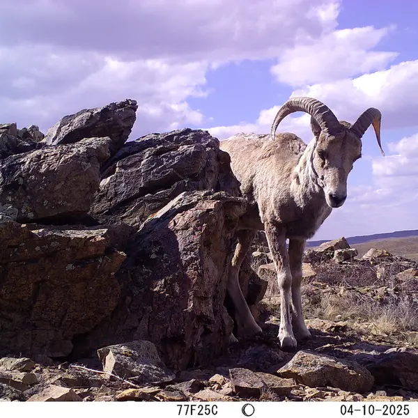 A photograph of Argali from Karashoky camera trap
