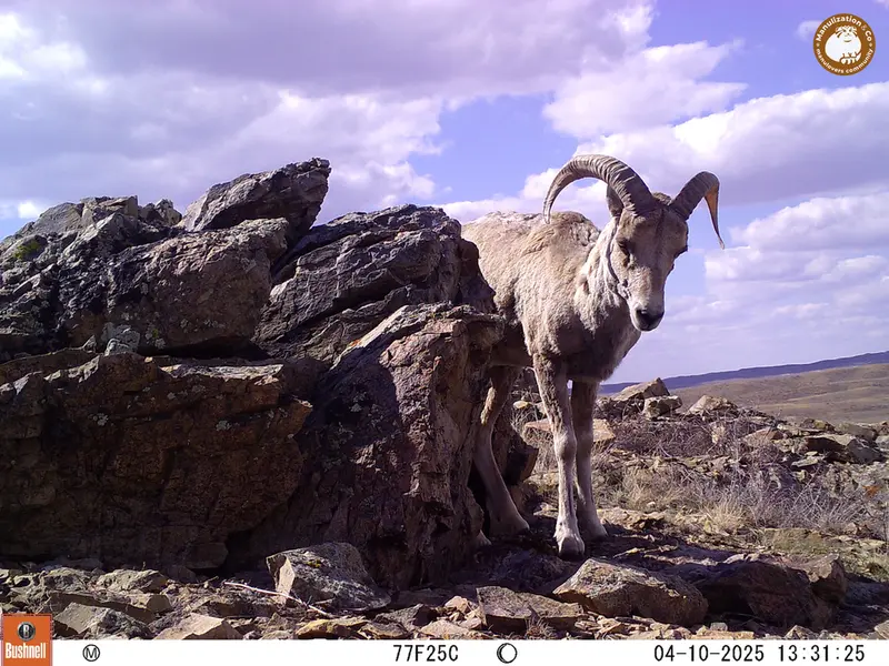 A photograph of Argali from Karashoky camera trap
