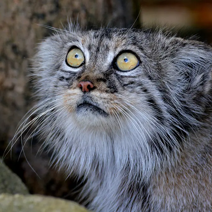 A photograph of Tula in The Big Cat Sanctuary