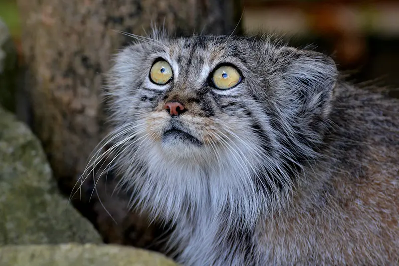 A photograph of Tula in The Big Cat Sanctuary