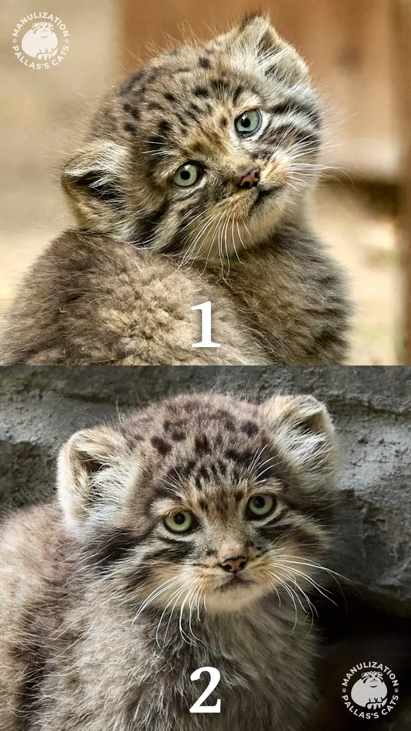 A photograph of Kitten of Lolo b.2026 Ⅰ and Kitten of Lolo b.2026 Ⅱ in Novosibirsk Zoo