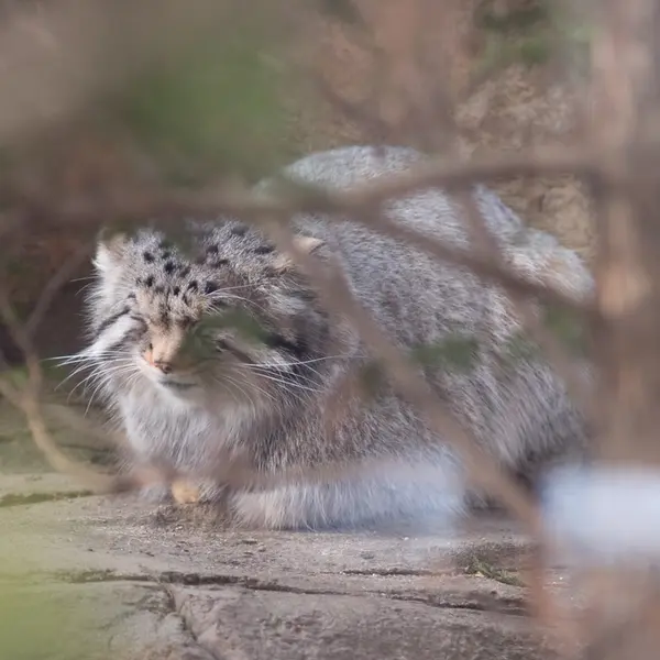 A photograph of Nagomu in Nasu Animal Kingdom
