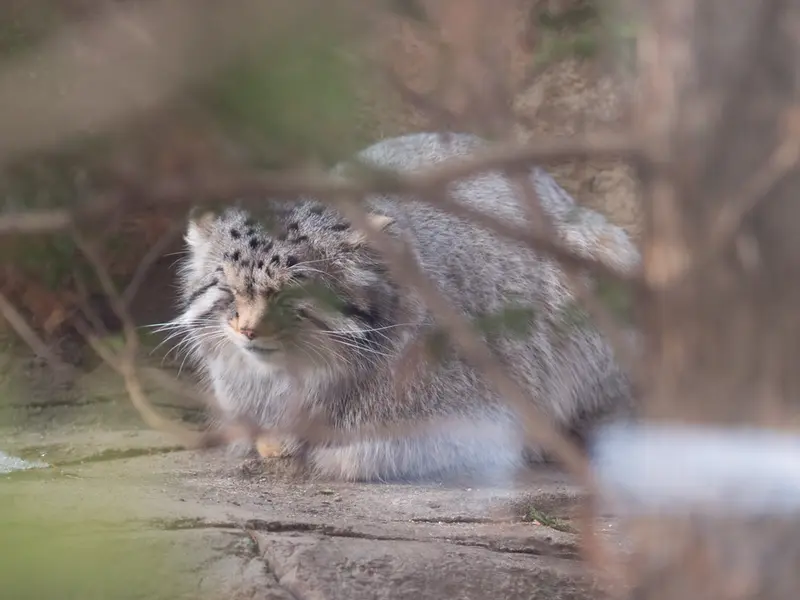 A photograph of Nagomu in Nasu Animal Kingdom