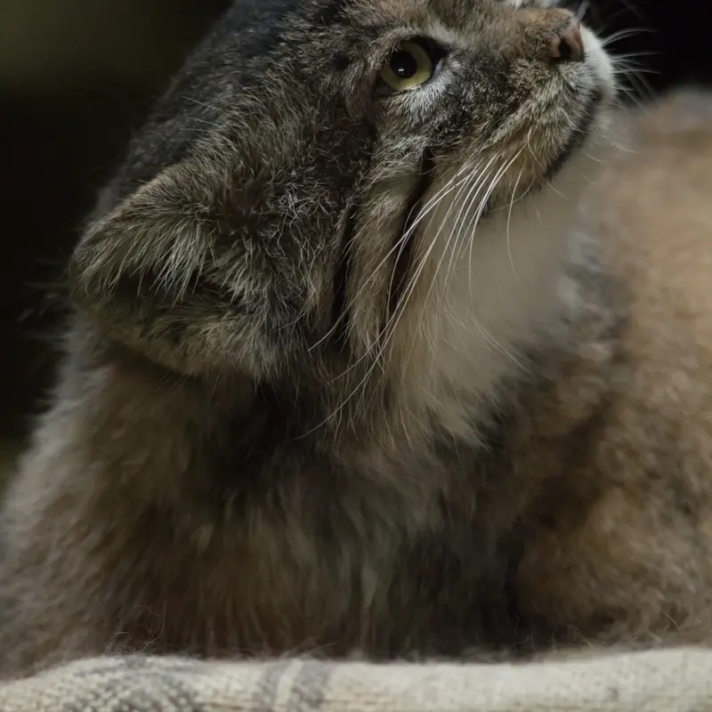 A photograph of Primula in Ueno Zoological Gardens