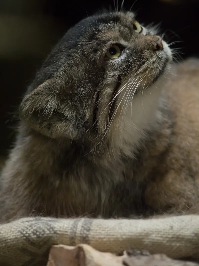 A photograph of Primula in Ueno Zoological Gardens