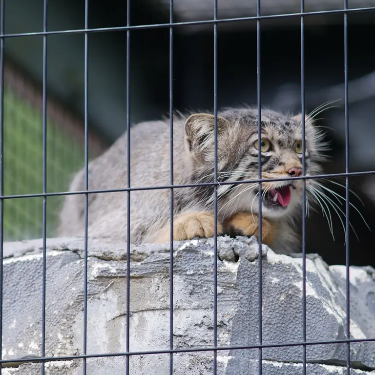 A photograph of Hide in Asahiyama Zoo