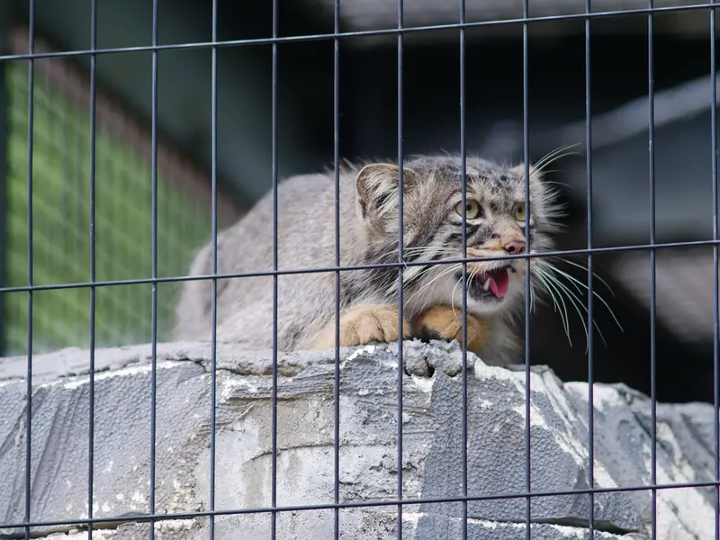A photograph of Hide in Asahiyama Zoo
