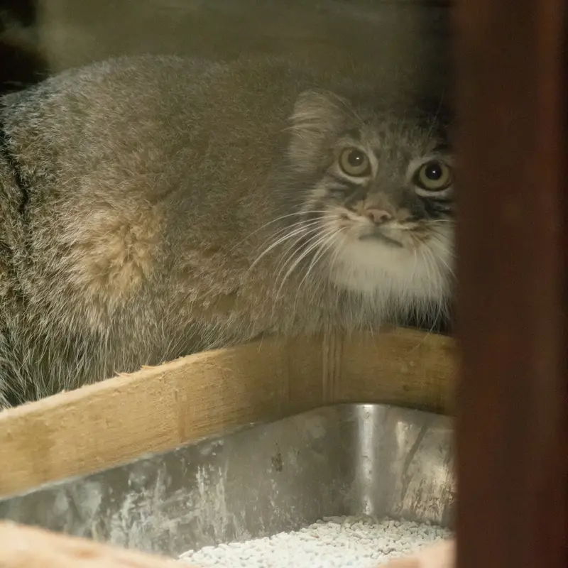 A photograph of Shafran in Ueno Zoological Gardens