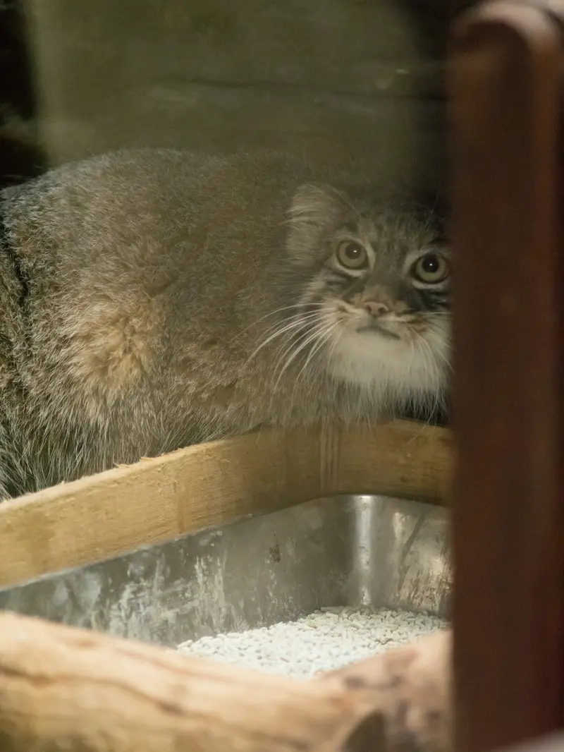 A photograph of Shafran in Ueno Zoological Gardens
