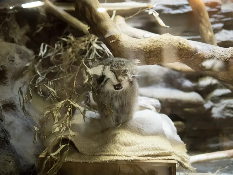 A photograph of Klyon in Ueno Zoological Gardens