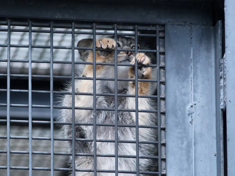 A photograph of Hide in Asahiyama Zoo