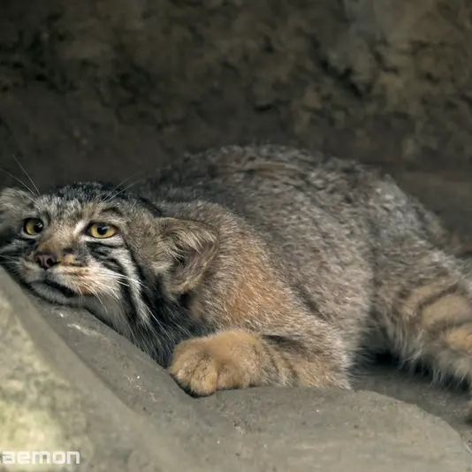 A photograph of Nagomu in Kobe Animal Kingdom