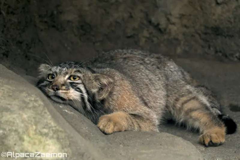 A photograph of Nagomu in Kobe Animal Kingdom
