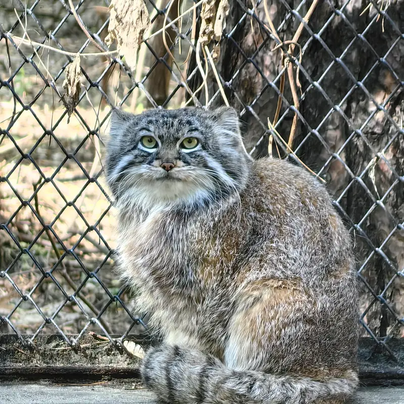 A photograph of Ruf in Novosibirsk Zoo