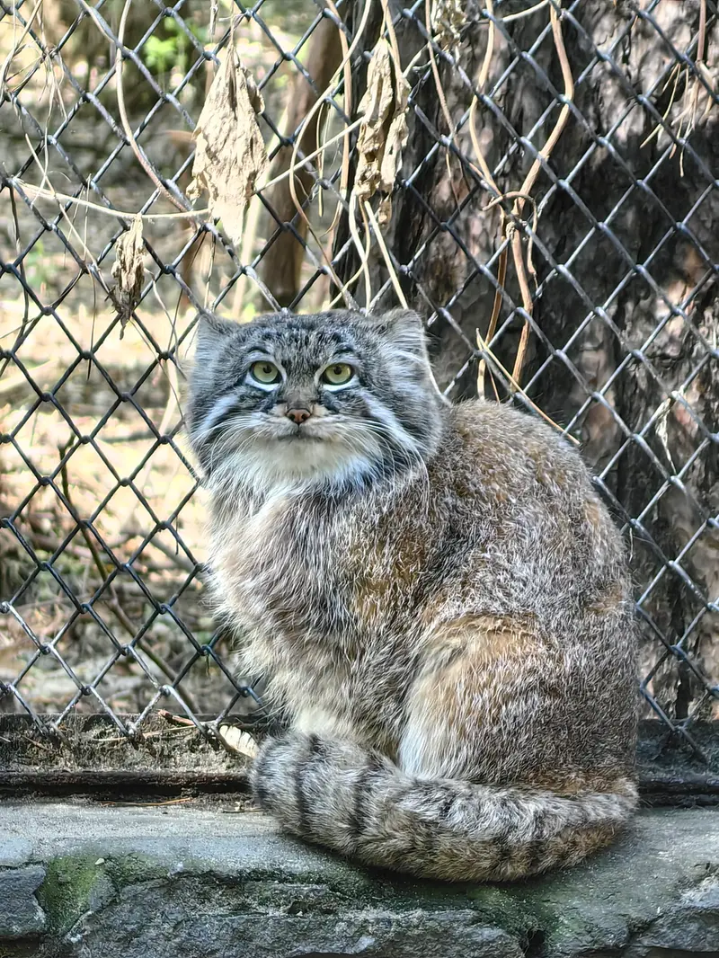 A photograph of Ruf in Novosibirsk Zoo