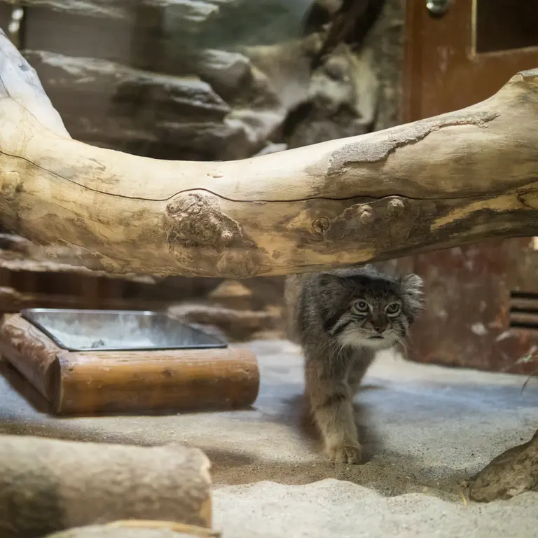 A photograph of Klyon in Ueno Zoological Gardens