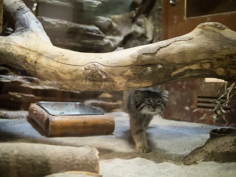 A photograph of Klyon in Ueno Zoological Gardens