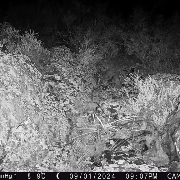 A photograph of European hare from Zhundy 3 [new] camera trap