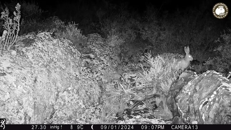 A photograph of European hare from Zhundy 3 [new] camera trap