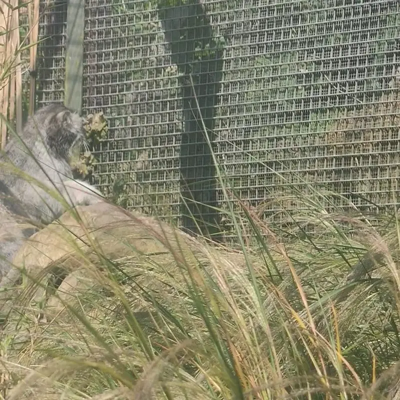 A photograph of a Pallas's cat in Edinburgh Zoo