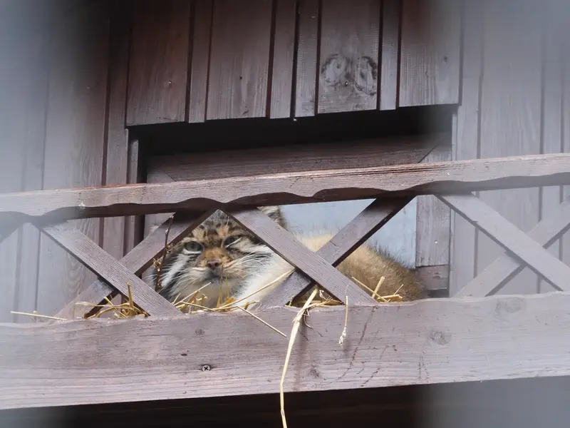 A photograph of Altay in Izhevsk Zoo (Udmurt Zoo)