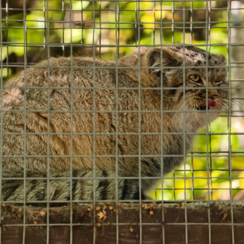 A photograph of Kitten of Alani b.2026 Ⅰ in Košice Zoo