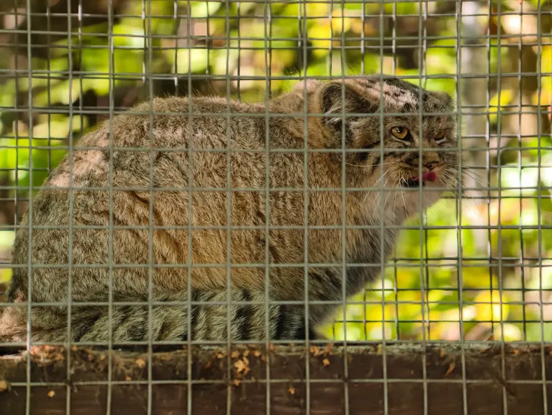 A photograph of Kitten of Alani b.2026 Ⅰ in Košice Zoo