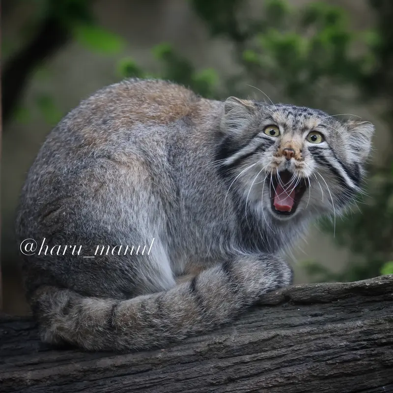 A photograph of Nagomu in Nasu Animal Kingdom