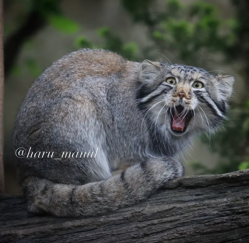 A photograph of Nagomu in Nasu Animal Kingdom