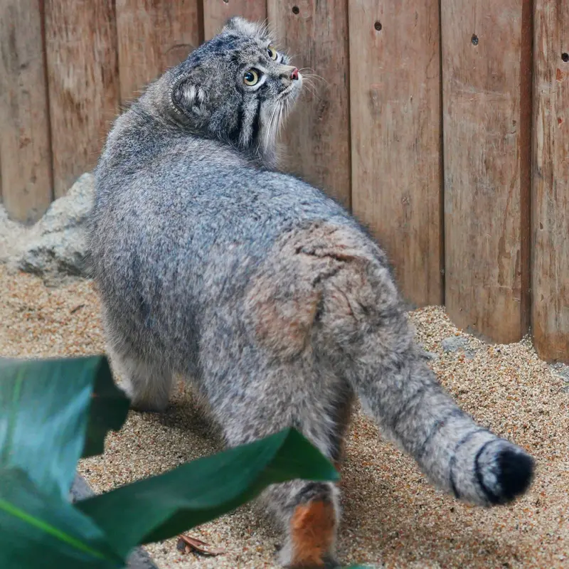 A photograph of Nar in Kobe Animal Kingdom