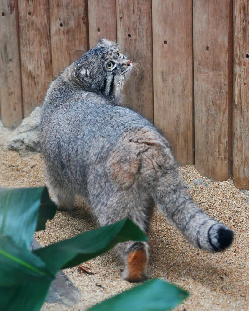 A photograph of Nar in Kobe Animal Kingdom