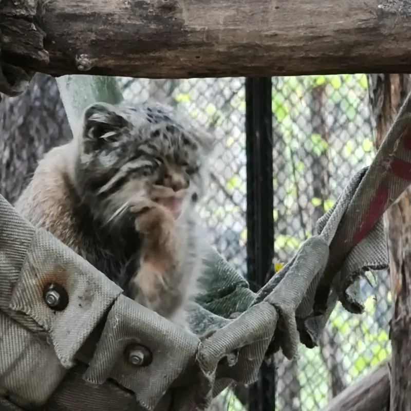 A photograph of a Pallas's cat in Novosibirsk Zoo