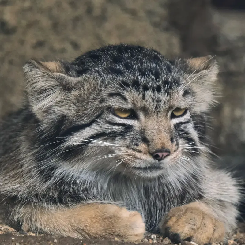 A photograph of Nagomu in Kobe Animal Kingdom